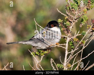 Sardischer Grasfänger (Curruca melanocephala), der in der Küstenstrauchvegetation lebt. Camargue, Frankreich. Stockfoto