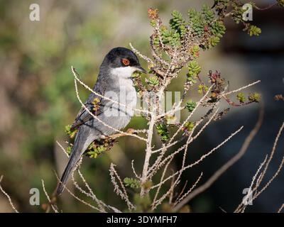 Sardischer Grasfänger (Curruca melanocephala), der in der Küstenstrauchvegetation lebt. Camargue, Frankreich. Stockfoto