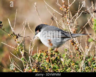 Sardischer Grasfänger (Curruca melanocephala) in Küstenstrauchvegetation. Camargue, Frankreich. Stockfoto