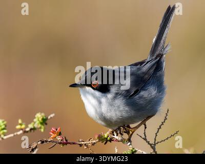 Sardischer Grasfänger (Curruca melanocephala), kleiner Passerinvogel der Familie Sylviidae, der auf einem Strauchzweig im mediterranen Gestrüpp thront. Stockfoto