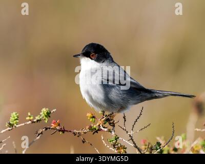 Sardischer Grasfänger (Curruca melanocephala), kleiner Passerinvogel der Familie Sylviidae, der auf einem Strauchzweig im mediterranen Gestrüpp thront. Stockfoto
