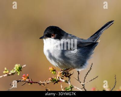 Sardischer Grasfänger (Curruca melanocephala), kleiner Passerinvogel der Familie Sylviidae, der auf einem Strauchzweig im mediterranen Gestrüpp thront. Stockfoto