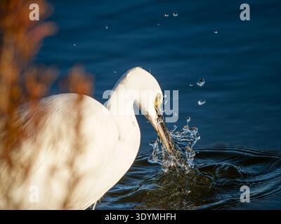 Kleiner Reiher (Egretta garzetta), weißer Watvogel der Familie Ardeidae und bestellen Pelecaniformes, fangen Beute in seichten Wasser mit tropfendem Tropfen Stockfoto