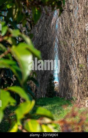 Ein schmaler, grasbewachsener Weg, der von dichten Bäumen und grünem Laub eingerahmt ist und im Frühling in einer friedlichen Umgebung im Freien einen natürlichen Tunnel bildet. Stockfoto