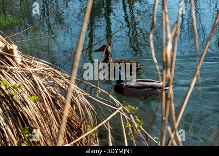 Zwei Enten schwimmen im ruhigen Teich mit Schilf im Frühling Stockfoto