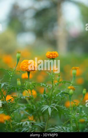 Hellgelbe Ringelblumen in voller Blüte mit grünem Laub Stockfoto
