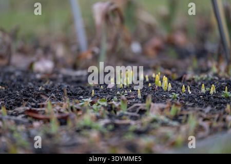 Kleine grüne Triebe, die im Frühjahr aus dunklem Gartenboden auftauchen. Nahaufnahme vom Boden aus mit neuem Pflanzenwachstum und saisonaler Erneuerung in einer Natur Stockfoto