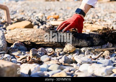 Rote Hand mit Handschuhen, die nach einem schwarz verbrannten Holzstück zwischen Kieseln an einem sonnigen Strandufer greift. Stockfoto