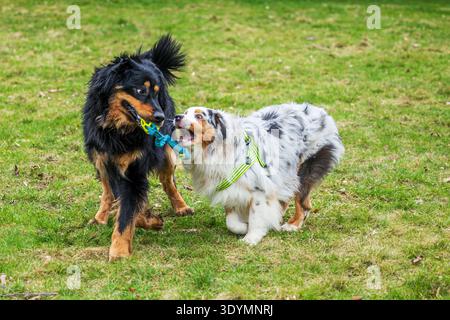 Hovawart und Australian Shepherd Canis Lupus familiaris spielen eng auf dem Grasfeld Stockfoto