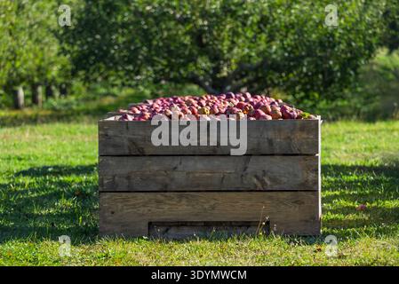 Lagerbehälter mit frisch geernteten Äpfeln in einem Apfelgarten. Stockfoto