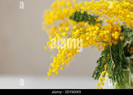 Die Mimosa-Blüten zeigen die Frühlingsstimmung Stockfoto