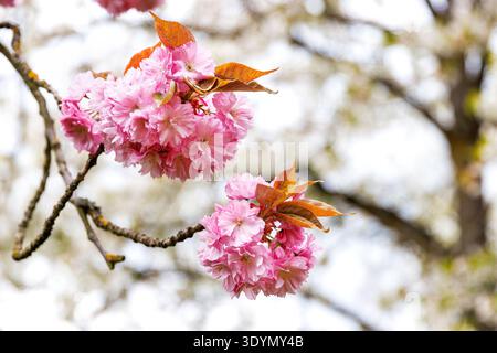 Rosafarbene Kirschblüten auf Ästen bilden einen hellen, weichen Hintergrund mit Bokeh und natürlichem Kopierraum. Weicher Fokus, Bewegungsunschärfe. Stockfoto