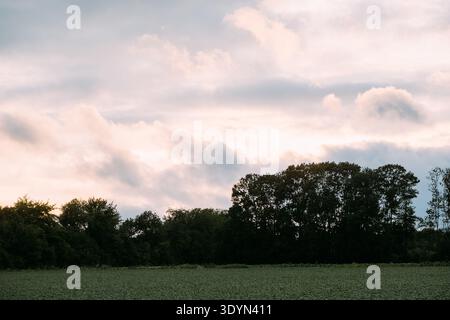 Friedliche ländliche Landschaft mit grünem Ackerfeld und dunkler Waldsilhouette vor einem weichen, pastellfarbenen Sonnenuntergangshimmel mit flauschigen Wolken. Stockfoto