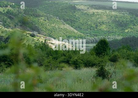 Wunderschöne Sommerlandschaft mit grünen Hügeln und dichtem Waldtal, umrahmt von unscharfem Gras im Vordergrund. Ruhige Natur für Reisen und Stockfoto