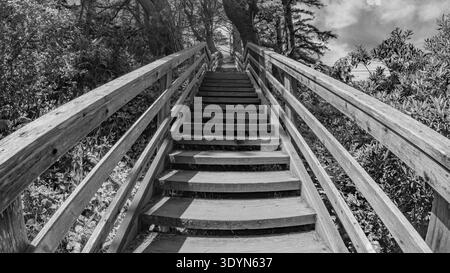 Lange Holztreppe, die durch einen üppigen Hügel hinaufsteigt Stockfoto