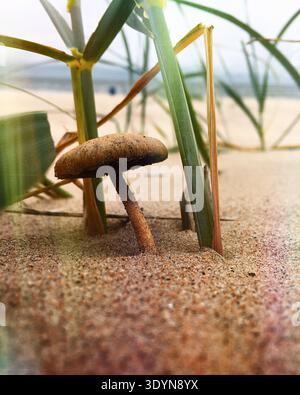 Auf dem Sand wächst ein Pilz, der teilweise von Grashalmen verborgen ist. Das Meer ist im Hintergrund unter einem bewölkten Himmel zu sehen, es ist tagsüber und das Stockfoto