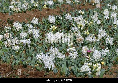 Hyazinthen-Blüten. Sparagaceae bulbous perennial. Duftende Blumen kommen in verschiedenen Farben und blühen im Frühjahr. Stockfoto