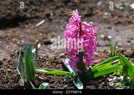Hyazinthen-Blüten. Sparagaceae bulbous perennial. Duftende Blumen kommen in verschiedenen Farben und blühen im Frühjahr. Stockfoto