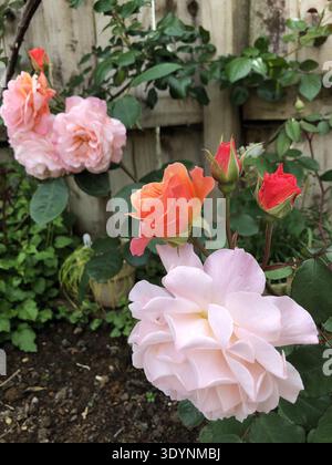 David Austin „Leander“ Rose Nr. 2 Stockfoto