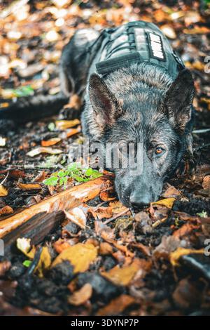 Junger deutscher Sable-Schäferhund Stockfoto