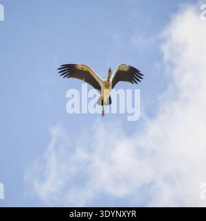 Ein asiatischer Offenschnabel-Storch, der am Himmel aufsteigt. Fotografiert im westlichen Teil von Singapur. Stockfoto