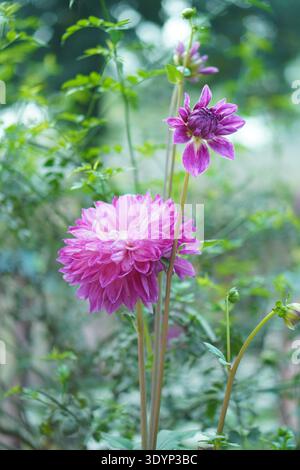 Wunderschöne lila Dahlienblüten, die auf langen Stielen in einem Garten blühen, mit einer vollständig geöffneten Blüte und einer blühenden Blüte vor einem weichen grünen Hintergrund Stockfoto