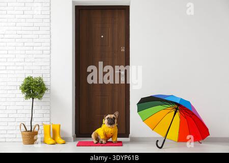 Süße französische Bulldogge mit Regenmantel in der Nähe der Tür im Flur Stockfoto