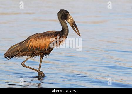 Ein afrikanischer Steinbruchstorch (Anastomus lamelligerus) im Flachwasser, Chobe National Park, Botswana Stockfoto