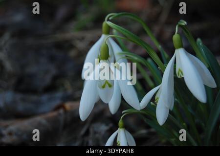 Weiß blühende Schneeglöckchen Galanthus plicatus gefaltet oder mit Wassertropfen im Wald Hintergrund. Sonniger Frühlingstag, Dolly, Nahaufnahme, geringer Tiefe Stockfoto