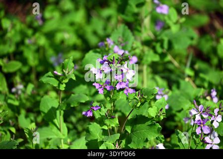 Purpurne Orychophragmus violaceus Blüte am sonnigen Tag Stockfoto