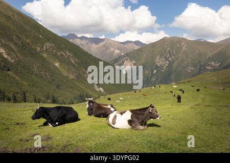 Kühe ruhen auf einer Alpenwiese in einem üppigen Bergtal Kirgisistans aus Stockfoto