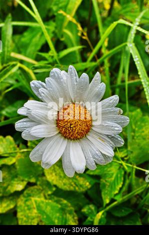 Weiß big Gänseblümchen wachsen im Sommer Garten Nahaufnahme, Blumen in der Natur Stockfoto