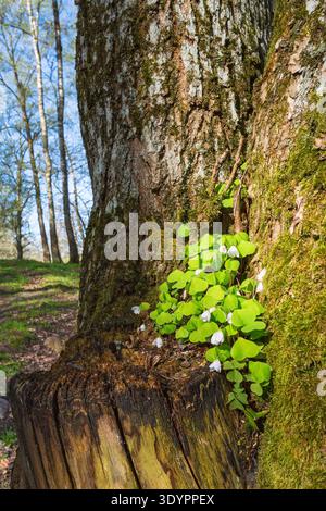 Sauerampfer wächst in einem Baum Stockfoto