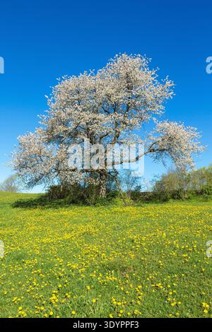 Löwenzahnwiese und ein Kirschbaum blühen Stockfoto
