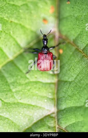 Makroaufnahme des Haselblättrigen-Rollenkäfers (Apoderus coryli) auf hellgrünem Blatt. Kleiner Käfer mit leuchtend roten Elytren und langem schwarzen Hals, der auf Tex thront Stockfoto