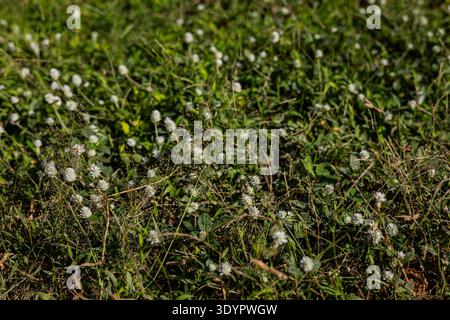 Gomphrena Celosioides Blooming Wild in Country Road, Ein lebhaftes Foto von Gomphrena celosioides blühenden, leuchtenden Globen, die am Straßenrand inmitten des DUS liegen Stockfoto