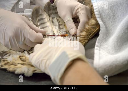 Tierarzt in Schutzhandschuhen vorsichtig einen IV-Katheter in die Bein- oder Flügelvene eines Vogels einführen und eine Blutprobe entnehmen Stockfoto