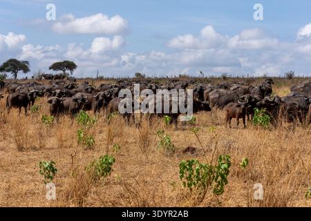 Eine große Herde afrikanischer Büffel (Syncerus Caffer), gebündelt unter einer einsamen Akazie in trockenem Savannengras, sucht Schatten an einem sonnigen Tag mit blauem Himmel und sca Stockfoto
