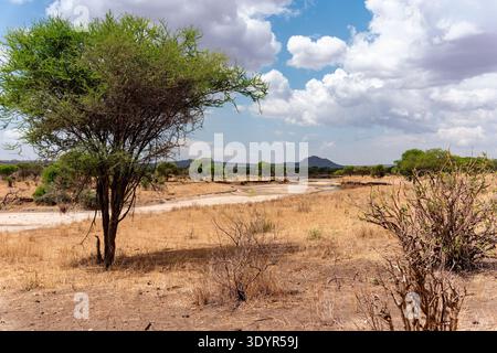 Der Tarangire National Park ist ein Nationalpark in der Manyara-Region Tansanias. Der Name des Parks stammt vom Tarangire River, der den Par überquert Stockfoto