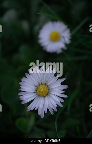 Nahaufnahme einer gewöhnlichen Gänseblümchenblume (Bellis perennis) mit einer zweiten Gänseblümchenblume, die im Hintergrund in natürlicher grüner Umgebung verschwommen ist. Stockfoto