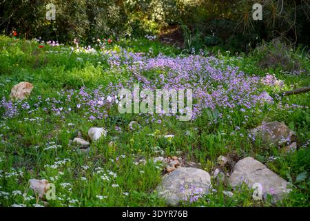 Grüne Hügellandschaft mit einem lebhaften Teppich aus lila maltesischen Kreuz Ricotia (Ricotia lunaria) und zarten rosa Cyclamen-Blüten, die dazwischen gedeihen Stockfoto