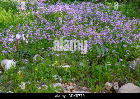 Grüne Hügellandschaft mit einem lebhaften Teppich aus lila maltesischen Kreuz Ricotia (Ricotia lunaria) und zarten rosa Cyclamen-Blüten, die dazwischen gedeihen Stockfoto