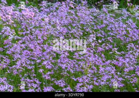Grüne Hügellandschaft mit einem lebhaften Teppich aus lila maltesischen Kreuz Ricotia (Ricotia lunaria) und zarten rosa Cyclamen-Blüten, die dazwischen gedeihen Stockfoto