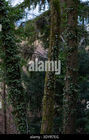 Mit Efeu (Hedera Helix) bewachsene Waldbäume entlang eines Waldweges bei Felsenegg oberhalb von Adliswil, Zürich, Schweiz. Stockfoto