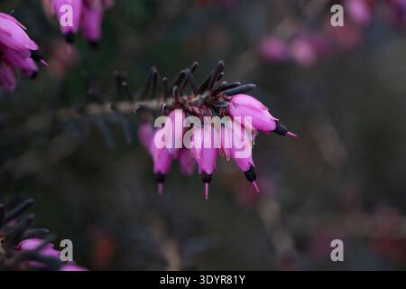 Nahaufnahme von rosa Winterheidekraut (Erica carnea) auf einem Zweig mit weichem Hintergrund und geringer Feldtiefe. Stockfoto