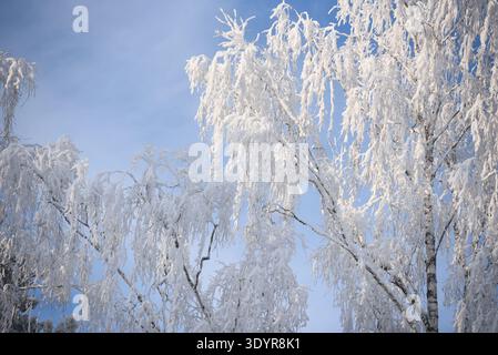 Wunderschöne Winterlandschaft mit Birkenbäumen, die stark mit frischem Schnee bedeckt sind, unter einem klaren blauen Himmel. Natürlicher saisonaler Hintergrund, ideal für den Winter Stockfoto