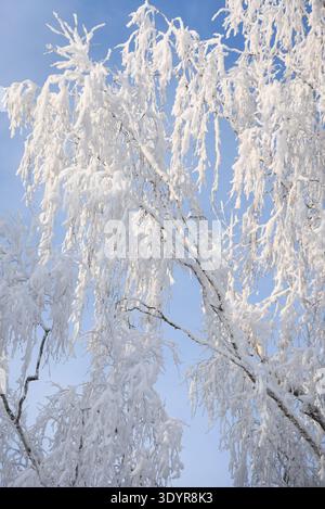 Nahaufnahme von Birkenzweigen, die stark mit frischem Schnee bedeckt sind, unter einem klaren blauen Winterhimmel. Ruhige, saisonale Naturszene, ideal für den Winter zurück Stockfoto