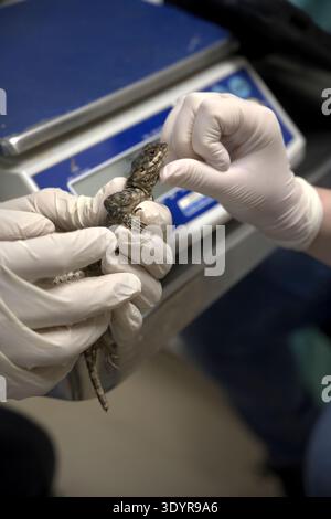 Tierärztliche Hände in Handschuhen, die eine kleine Laudakia stellio [eine Art von Agamidechse] vor einem verschwommenen Hintergrund eines Labors halten und überprüfen Stockfoto