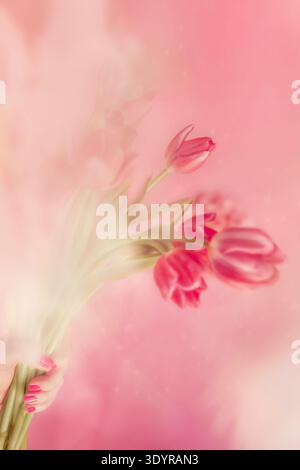 Hand hält rosa Tulpen auf rosa Hintergrund Stockfoto
