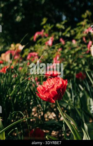 Blumen blühen im Garten im Garten am hellen Frühlingsmorgen Stockfoto